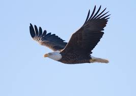 Sept principes de leadership a apprendre de la vie d’un aigle